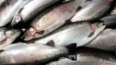 Doğu Karadeniz'den 56 Milyon Dolarlık Somon İhracatı
