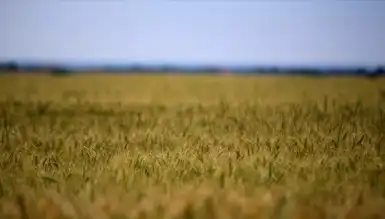 Tarım Girdi Maliyetleri Tırmanıyor: Gıda Fiyatları Tehlikede!