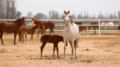 TİGEM 16 Safkan Arap Kısrağı Satıyor!