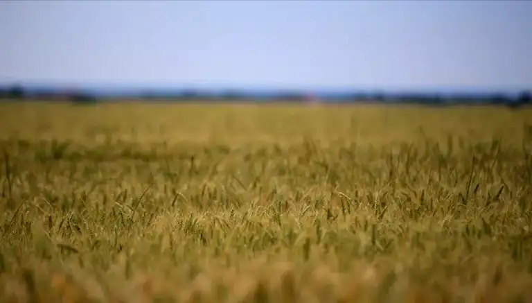 Tarım Girdi Maliyetleri Tırmanıyor: Gıda Fiyatları Tehlikede!