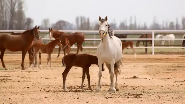 TİGEM 16 Safkan Arap Kısrağı Satıyor! TİGEM 16 Safkan Arap Kısrağı Satıyor!