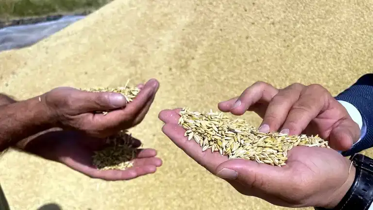 Türkiye'nin Hububat İhracatı 5,2 Milyar Doları Geçti